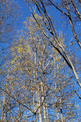 Trees of gingko biloba against the blue sky in early winter background. Gingko biloba with less leaves. 