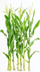 Naklejka premium Fresh Green Corn Stalks with Silks on a White Background