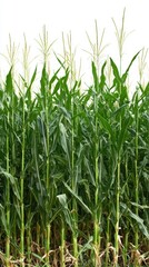 Obraz premium Lush Green Cornfield Stalks Reaching Towards Blue Sky Above