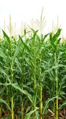 Obraz premium Vibrant Green Corn Plants Growing Tall Under Bright Sky