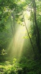 Obraz premium Sunlight Streams Through Trees in Lush Green Forest Scene