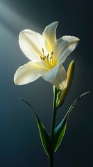 Fototapeta premium Elegant White Lily Blooming in Soft Light with Dark Background