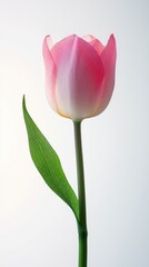 Fototapeta premium Elegant Pink Tulip on Simple Background with Fresh Green Leaf