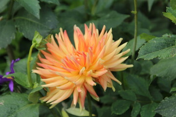 orange dahlia flower, Fort Edmonton Park, Edmonton, Alberta