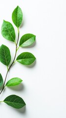 Obraz premium Fresh Green Leaves on White Background for Natural Themes