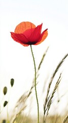 Obraz premium Delicate Red Poppy Flower Against Bright Sky with Graceful Stem