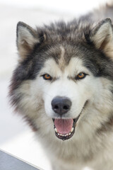 Fluffy Siberian Husky dog male outdoors