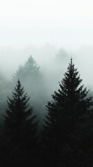 Misty Forest Landscape with Evergreen Trees in Soft Foggy Atmosphere