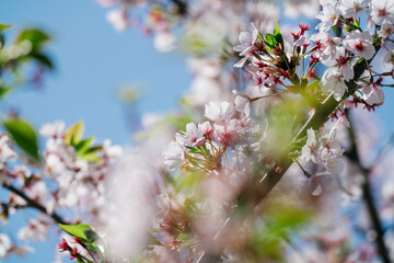 足立区の農業公園に咲くチューリップの花
