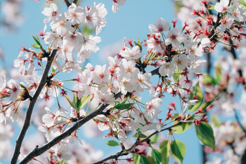 足立区の農業公園に咲くチューリップの花