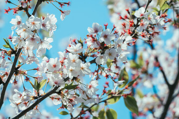 足立区の農業公園に咲くチューリップの花