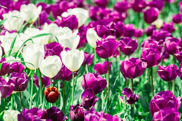 足立区の農業公園に咲くチューリップの花