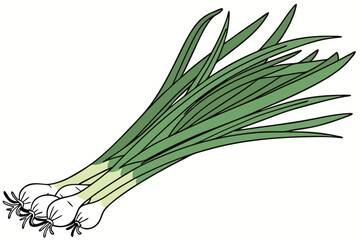 Photo of a bunch of green onions on a white background, taken from above, showing the entire bunch, the onions are green and white with long, thin, green leaves and white bulbs at the bottom, the ligh