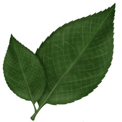 green leaf isolated on white