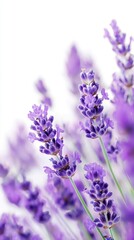 Naklejka premium Close-Up of Beautiful Lavender Flowers with Soft Focus Background