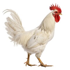 rooster isolated on png background