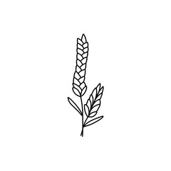 hand drawn wheat outline