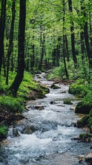 Obraz premium Serene Forest Stream Flowing Through Lush Green Vegetation