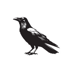 Fototapeta premium crow on a white background