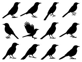 MOCKINGBIRD SILHOUETTE ON WHITE BACKGROUND