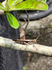 Grasshoppers on frangipani branches.