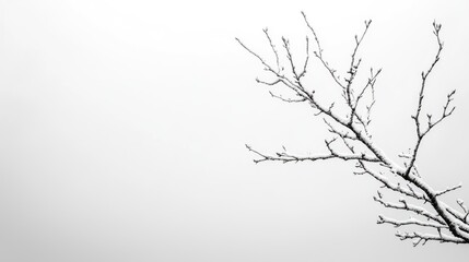 Fototapeta premium Bare tree branch against foggy sky; winter landscape