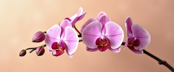 Naklejka premium Close-Up of Vibrant Pink and White Orchid Against Soft Background