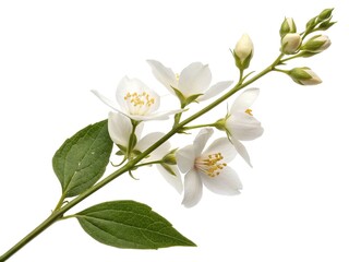Fototapeta premium White jasmine flower stem, isolated against a plain background, demonstrating rule of thirds.