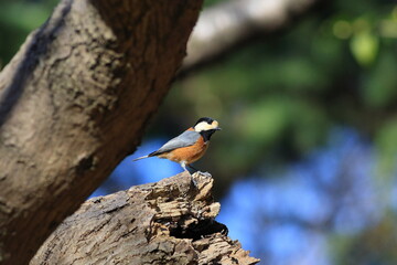 ヤマガラ周りを見渡す