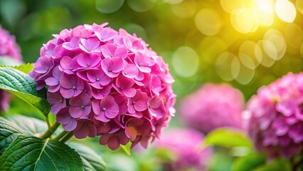 Close-up of vibrant pink hydrangeas, a summer garden scene.