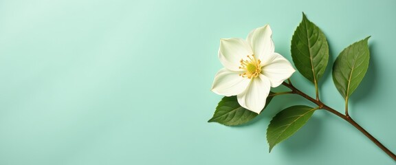 Fototapeta premium Stunning Blue Background Highlights Delicate White Flower Against Vibrant Green Leaves