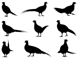 PHEASANT SILHOUETTE ON WHITE BACKGROUND