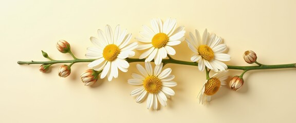 Obraz premium Top-Down View of White Daisy Flowers on Subtle Bei Background