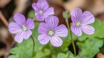 Fototapeta premium Delicate Purple Flowers with Fine Stripes Greet Springtime Beauty