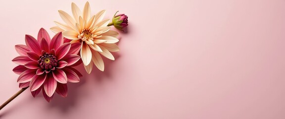 Obraz premium Vibrant Pink and White Dahlias Against Subtle Pastel Pink Background
