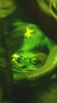 Green tree python hiding in lush foliage, close up view