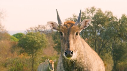 Nilgai standing in a field looking at the camera in its natural habitat