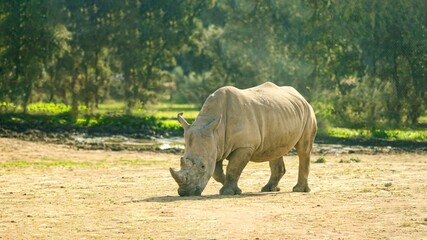 Naklejka premium Large white rhino grazing in the wild