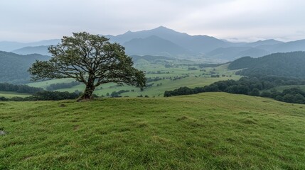 Fototapeta premium Lonely tree on hilltop, misty mountain view, green pasture, scenic landscape, travel poster