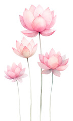 Pastel Pink Watercolor painting illustration Lotus no background png 