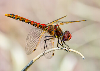 Vibrant Red Dragonfly Perched on a Twig