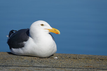 Fototapeta premium Closeup on an adult Western Gull Larus occidentalis at Crescent City, North California
