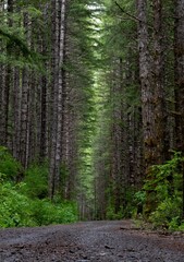 path in the tall forest
