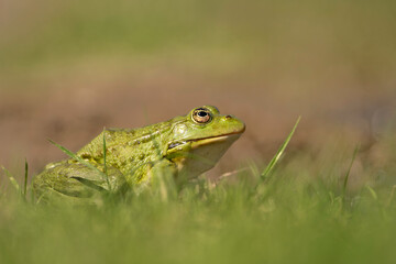 Marsh frog (Pelophylax ridibundus) in natural environment. Bulgaria