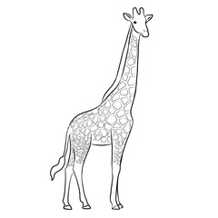 Giraffe cartoon, vector illustration, giraffe icon isolated on white background. Line art.
