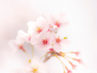 桜の花のある風景