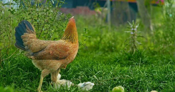 Indian Village Hen and Chicks Pecking Around