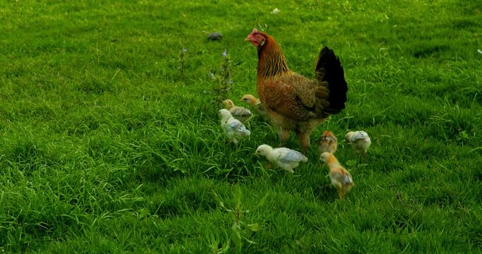 Indian Village Hen and Chicks Pecking Around