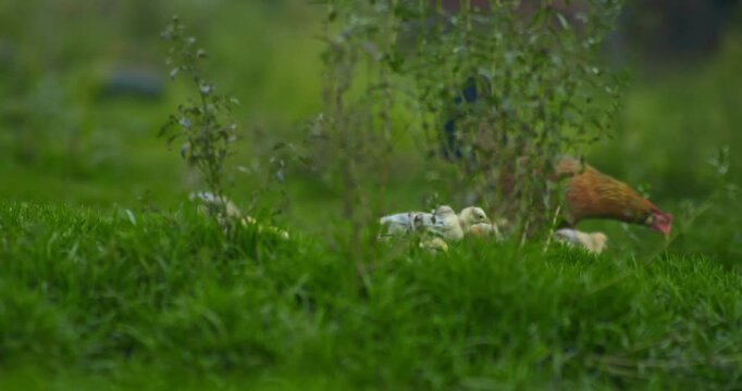 Indian Village Hen and Chicks Pecking Around