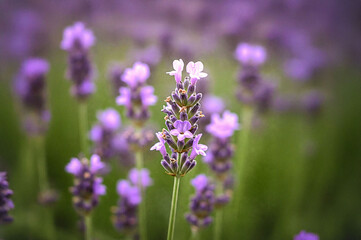 Obraz premium zoom in on the lavender field